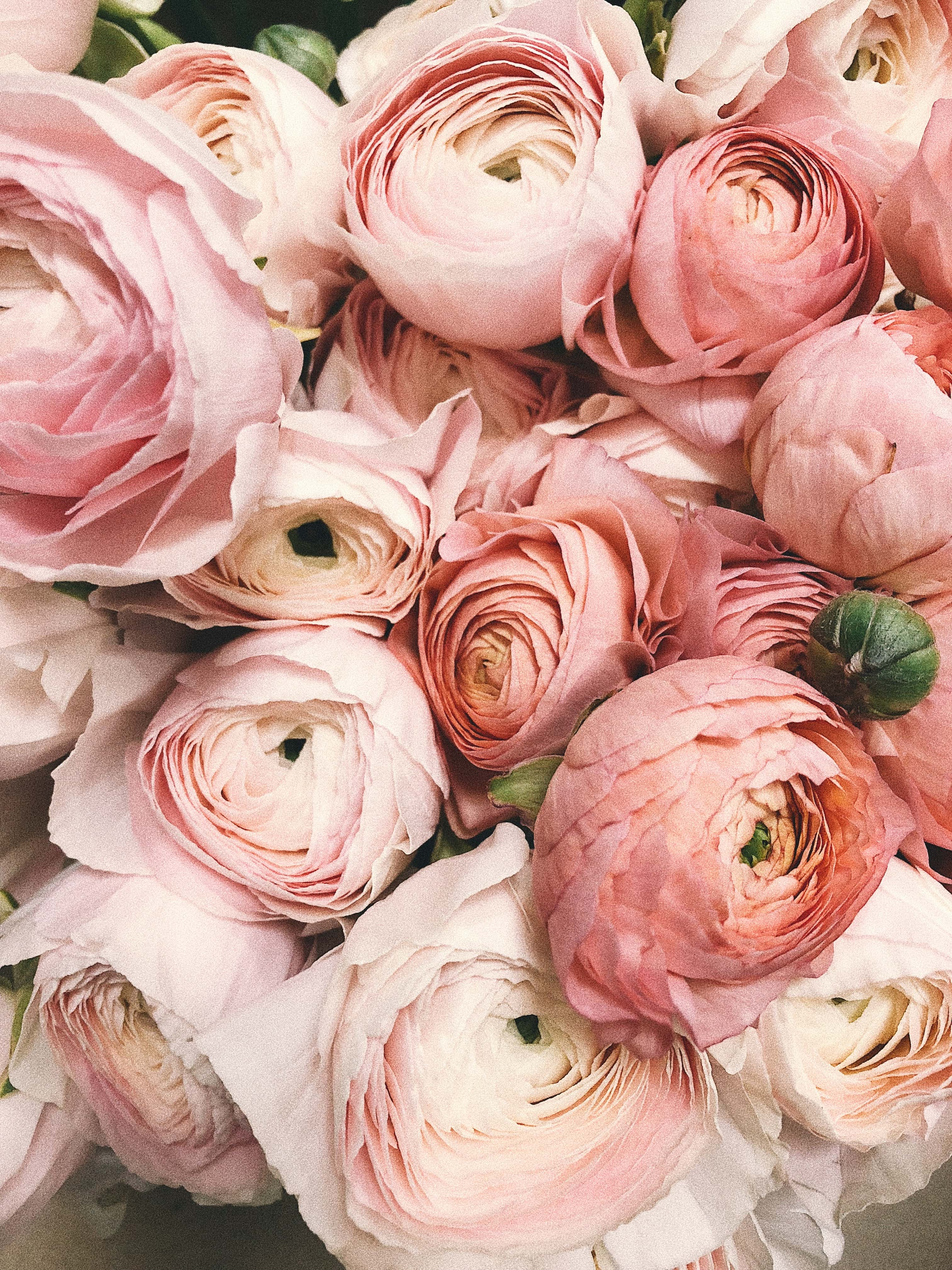 Close up photo of a bunch of roses